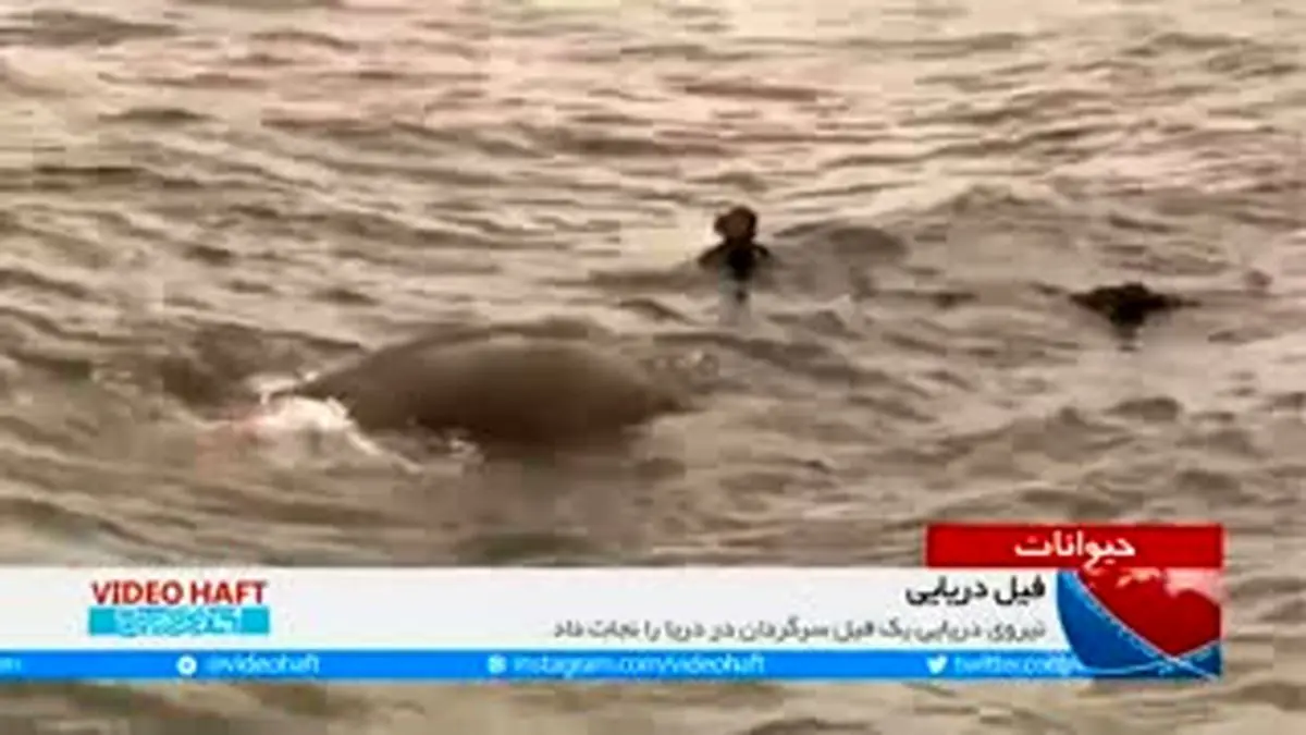 ویدیو هفت|فیل دریایی!