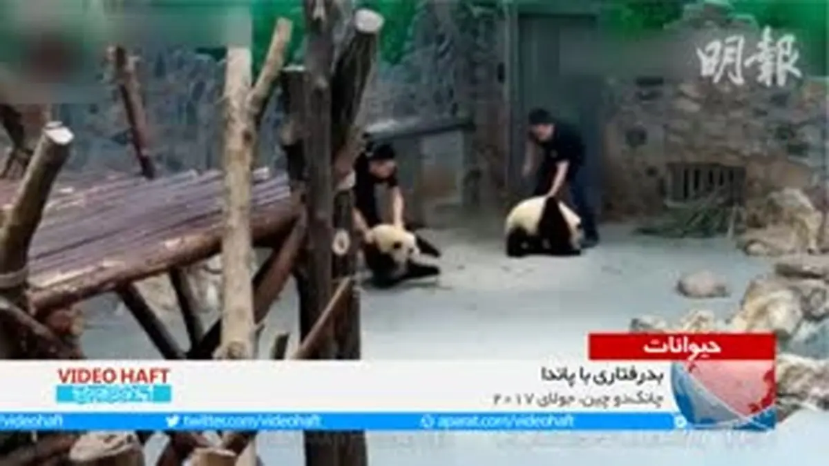 ویدیو هفت|۳ ویدئو از دنیای حیوانات در ۶۰ ثانیه