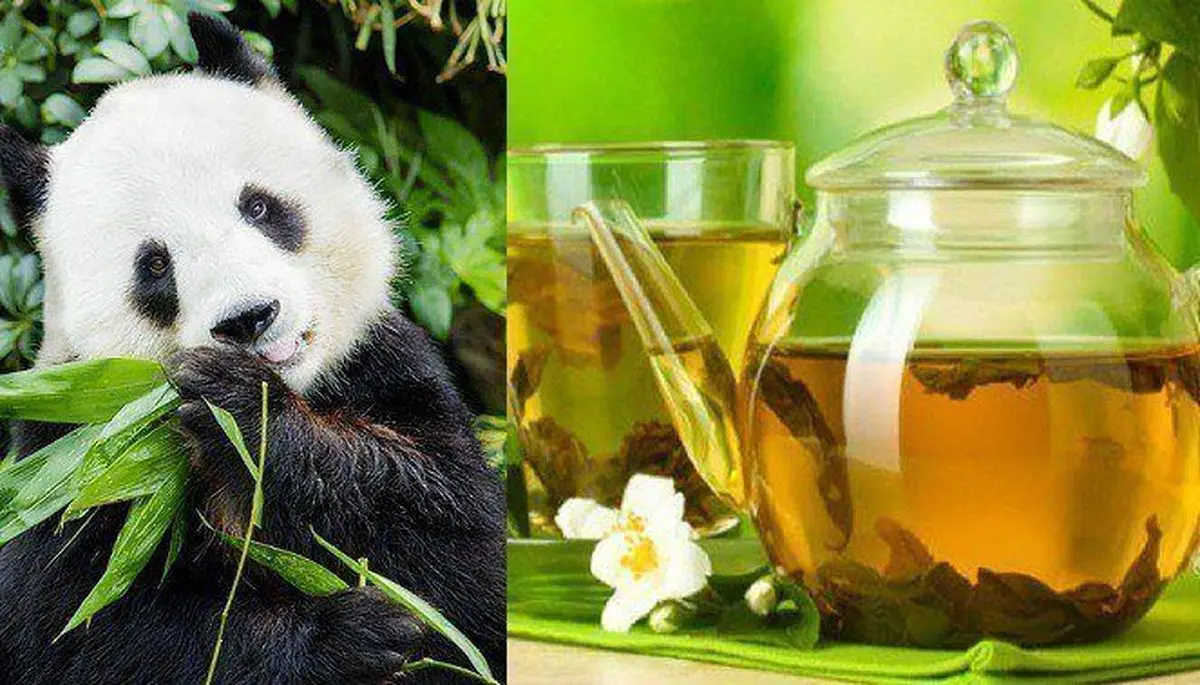چای مدفوع پاندا، گرانترین چای جهان!