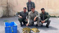 رد پای چینی‌ها در نابودی لاکپشت ایرانی