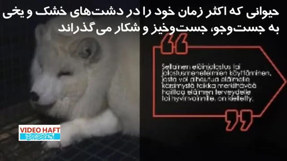 ویدیو هفت|روش ظالمانه فنلاندی برای پرورش روباه