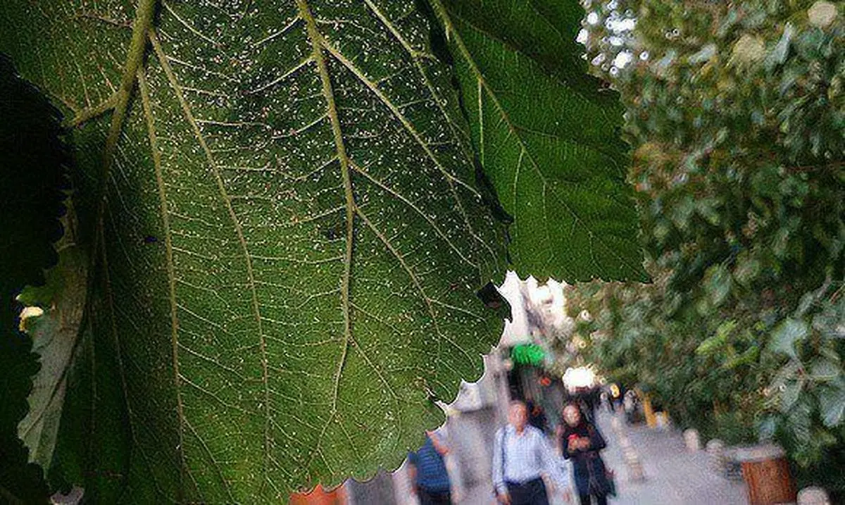 سفید بالک‌های تهرانی ناقل بیماری نیستند