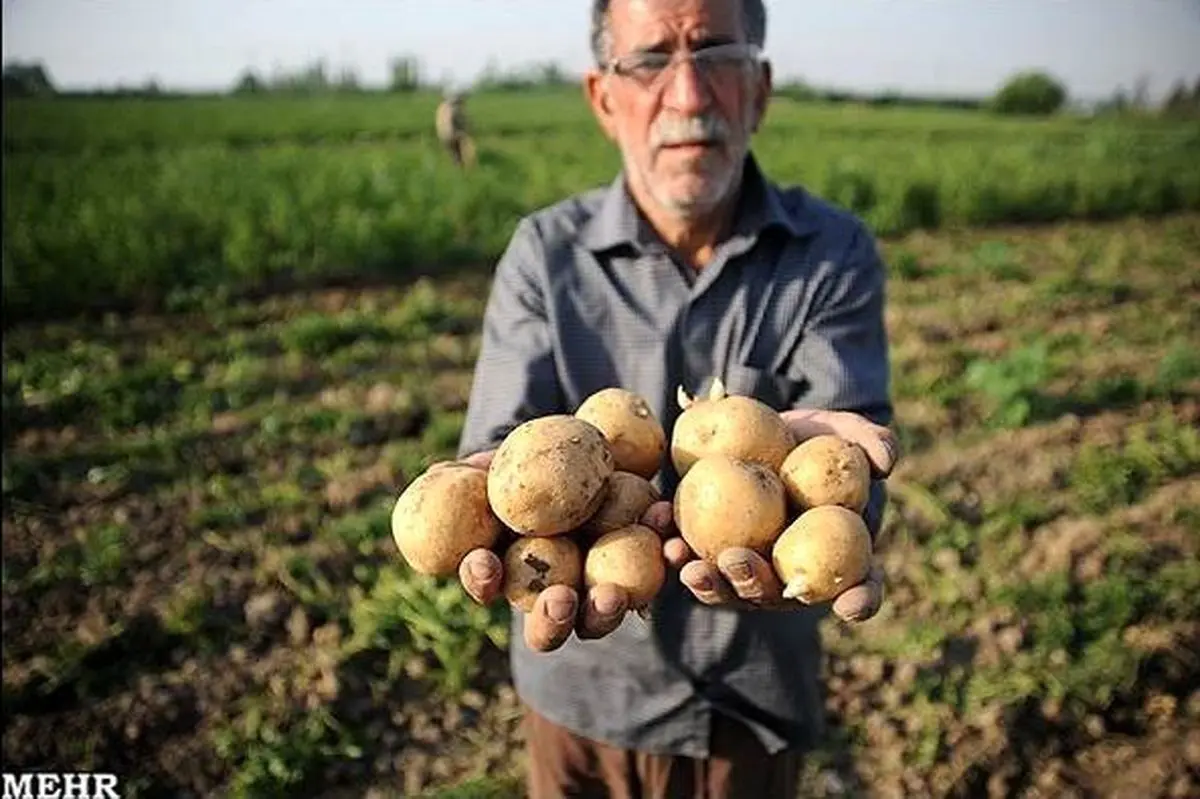کاهش قیمت سیب‌زمینی و پیاز پس از ماه‌ها گرانی