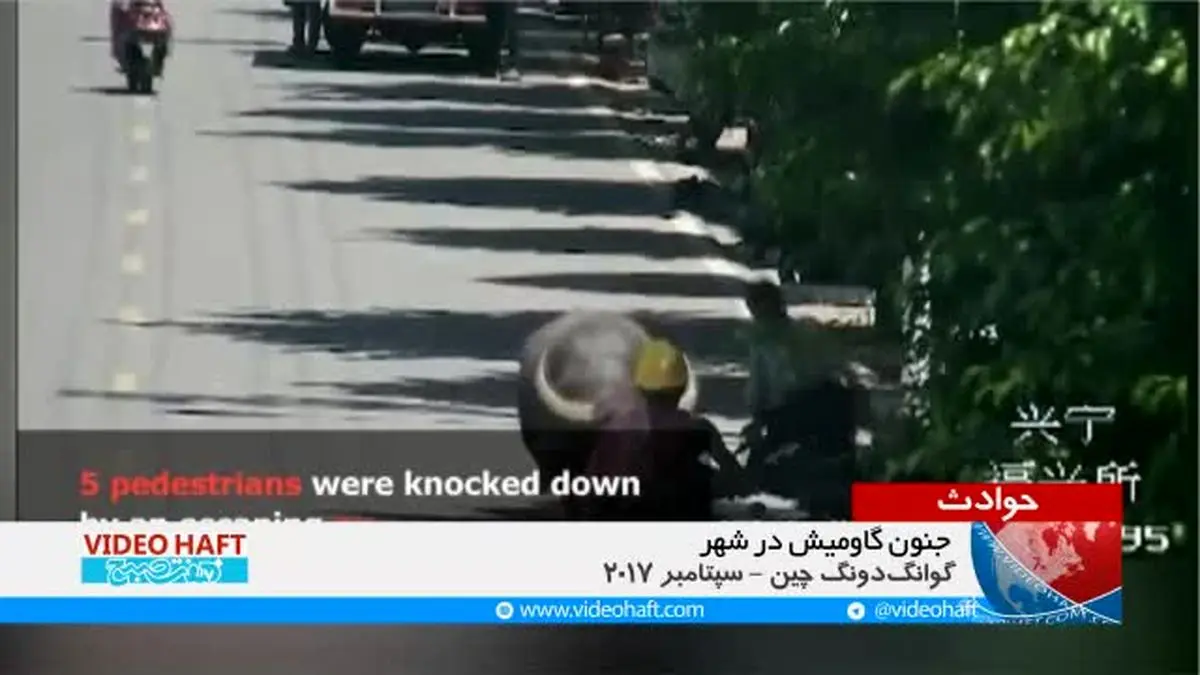 ویدیو هفت|تصاویر دوربین‌های مداربسته از یک گاومیش که دچار جنون آنی شده و یک شهر را به هم می ریزد