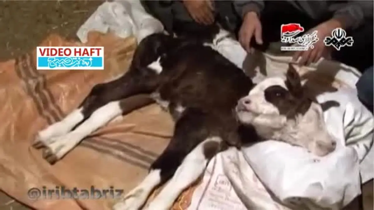 ویدیو هفت|تولد همزمان گوساله‌های دوسر!