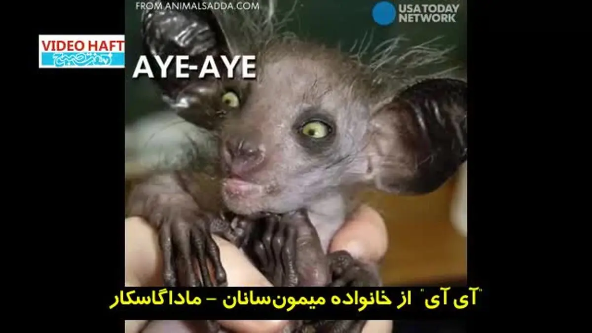 ویدیو هفت|هفت موجود عجیب الخلقه