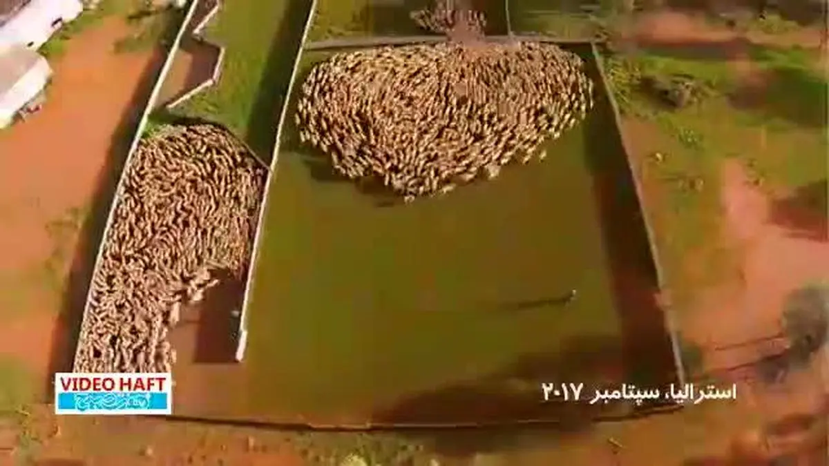 ویدیو هفت|کشاورزان خلاق و گوسفندانِ هنرمند