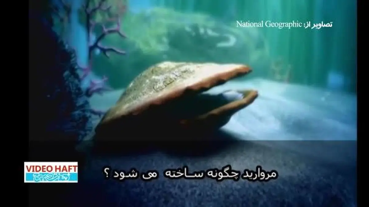 ویدیو هفت|دانستی‌ها| راز ساده تولد یک مروارید