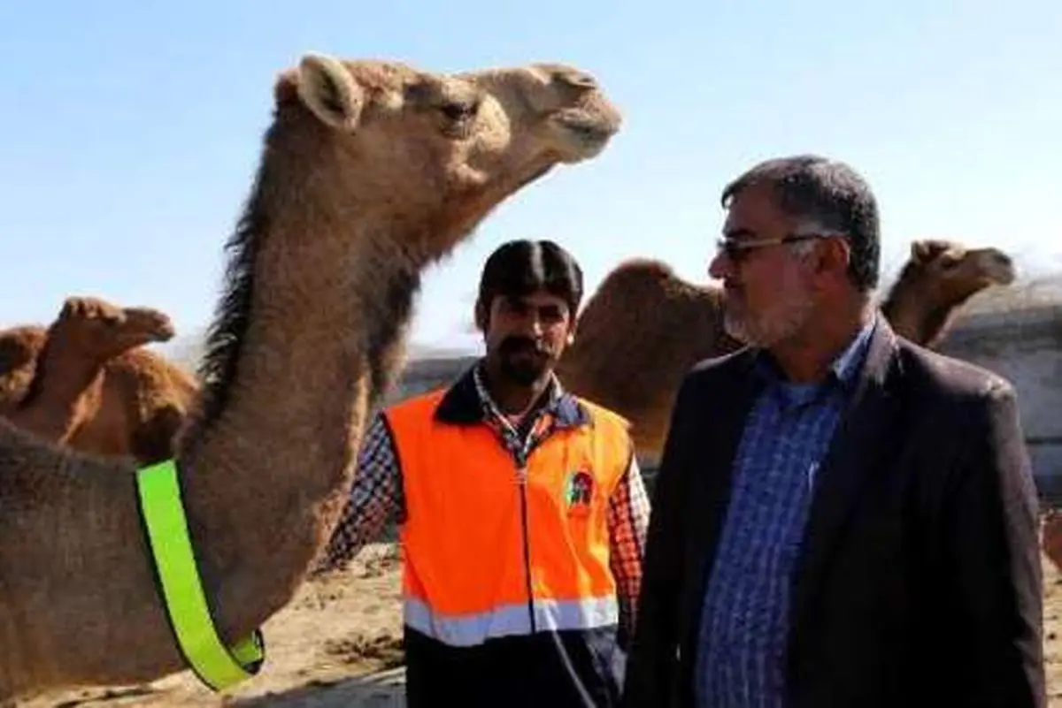 شترها در جاسک به نوار شبرنگ مجهز شدند