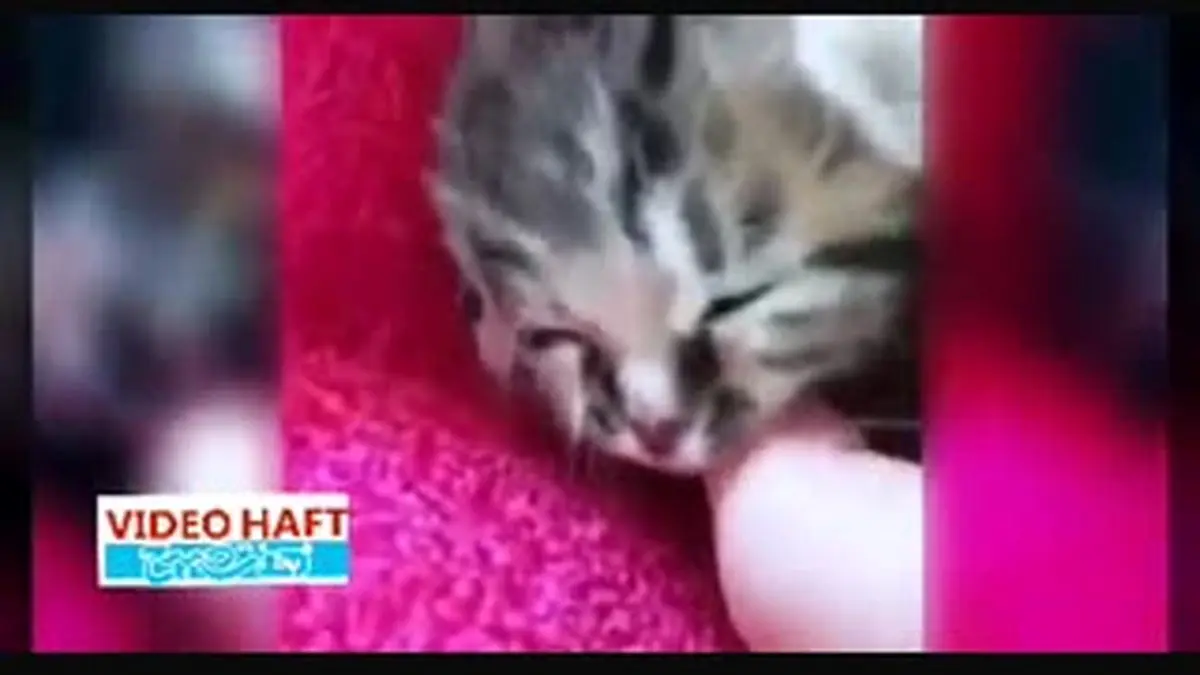 ویدیو هفت| بچه گربه عجیب با دو صورت