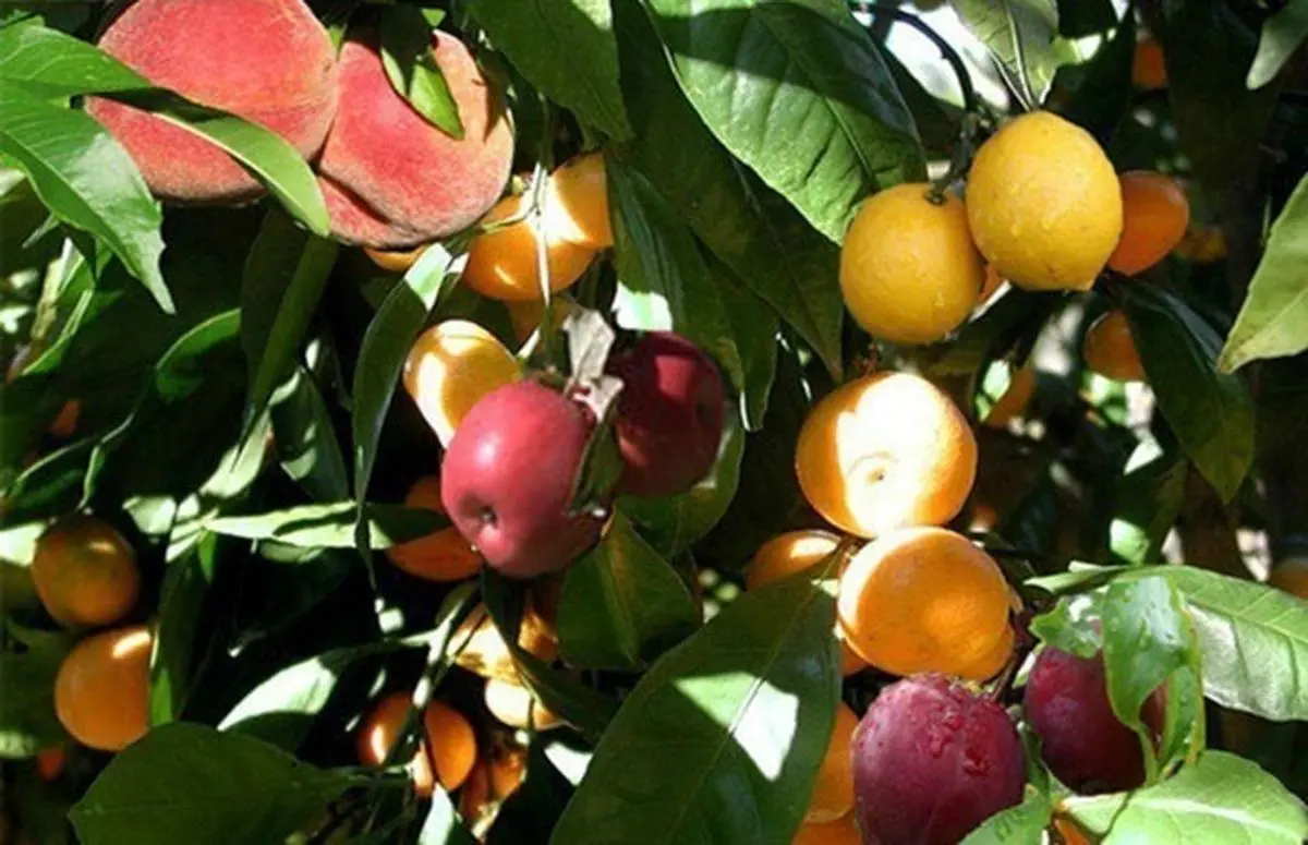 پرورش درختی به‌ نام سالاد میوه