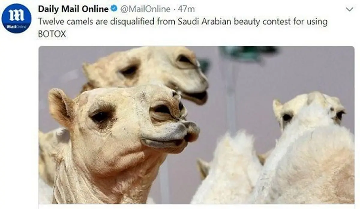 محرومیت ۱۲ شتر  به دلیل عمل زیبایی!