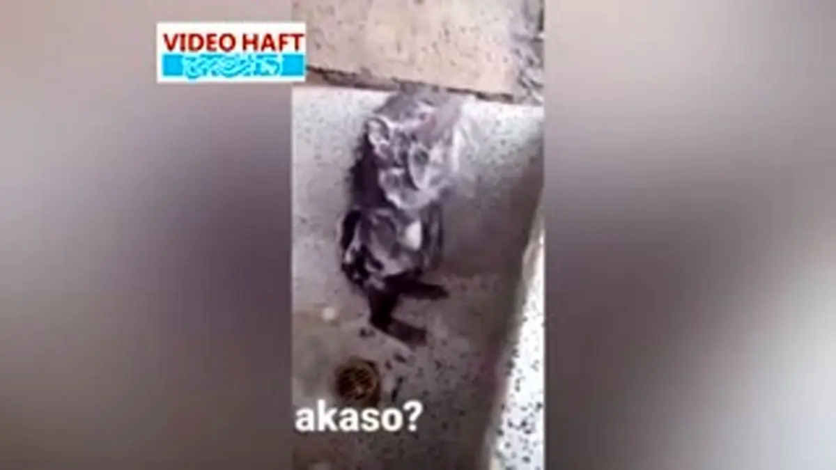 ویدیو هفت| حمام موشی!