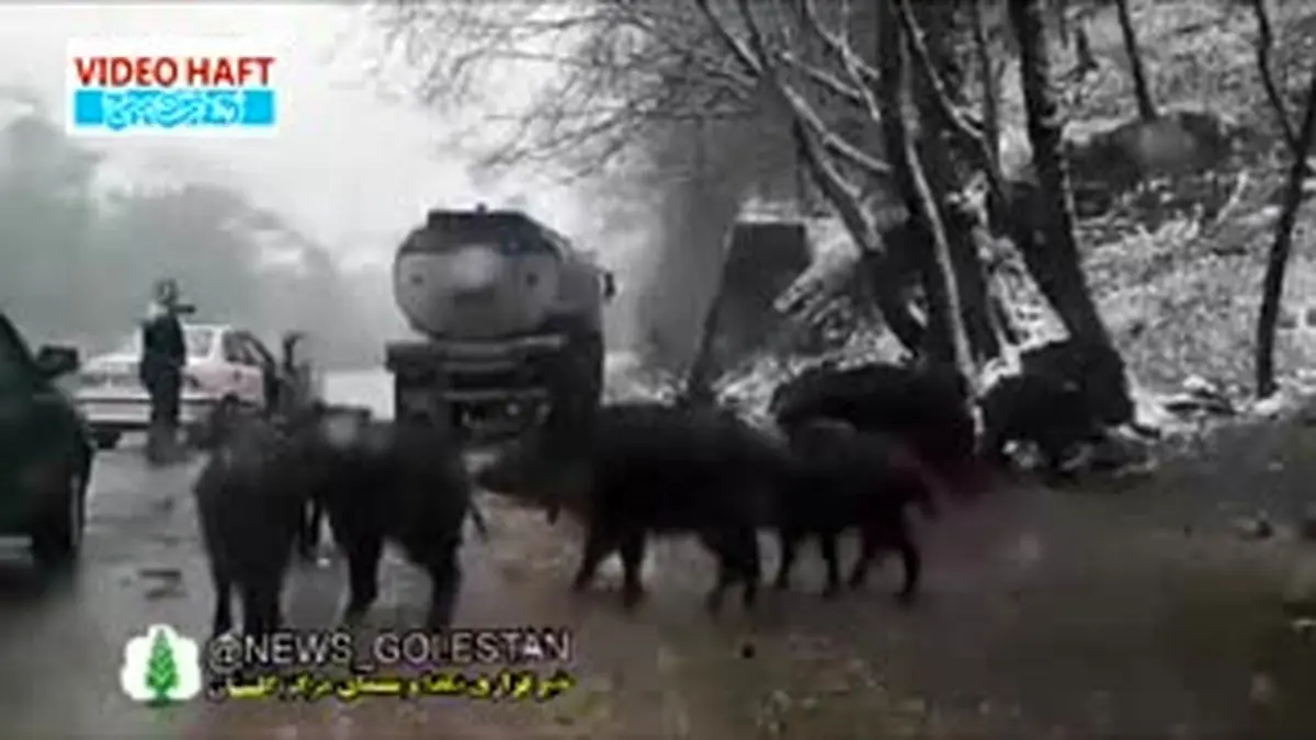 ویدیو هفت| گرسنگی گرازهای پارک ملی گلستان و پناه آوردن آنها به کنار جاده