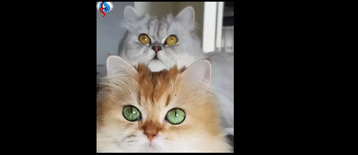 گربه‌ای که بیشتر از سلبریتی‌ها فالوور دارد
