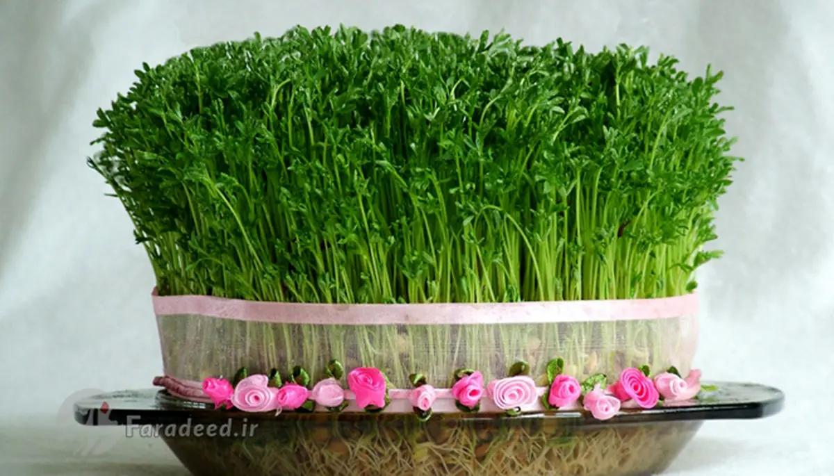 چالش نه به سبزه عید