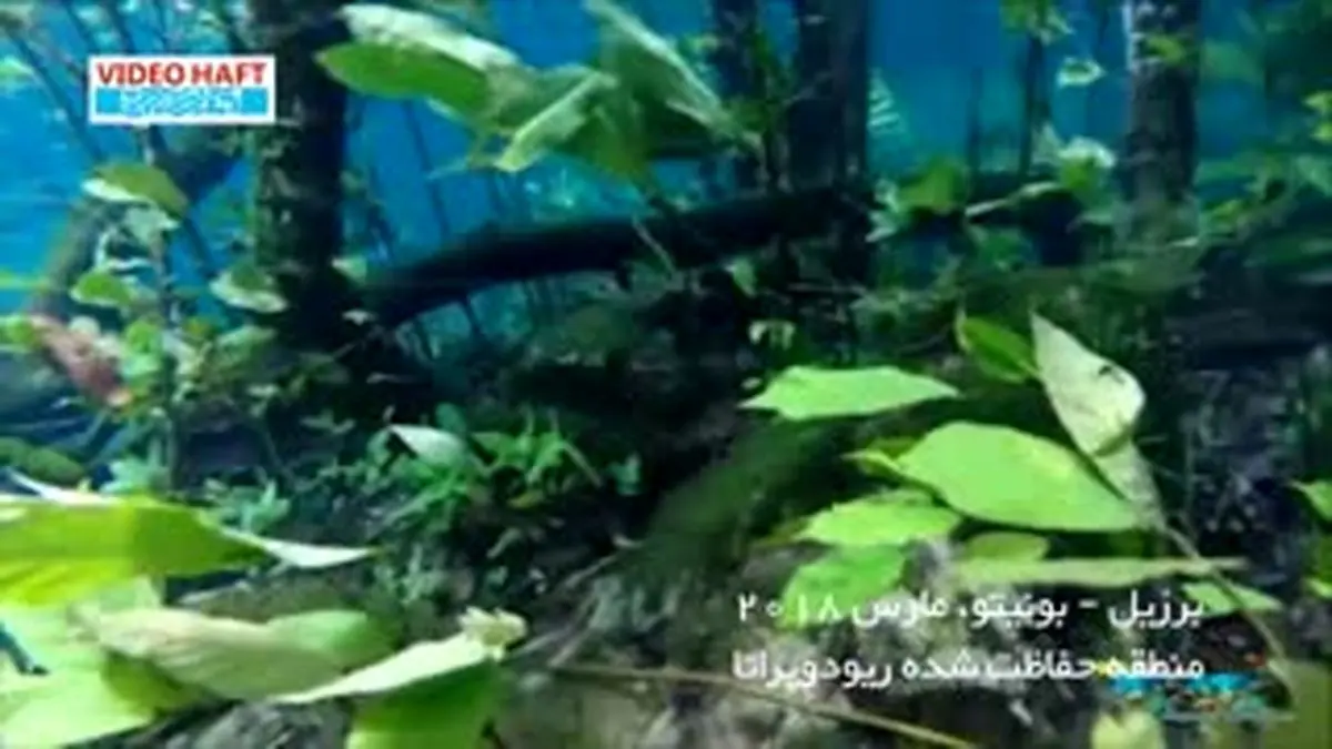 ویدیو هفت| وقتی جنگل‌های آمازون غرق می‌شود