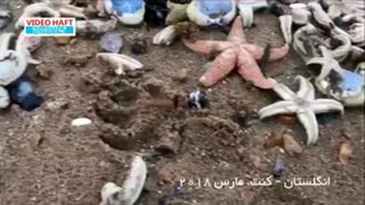 ویدیو هفت| مرگ دسته‌جمعی هزاران ستاره دریایی در سواحل انگلیس