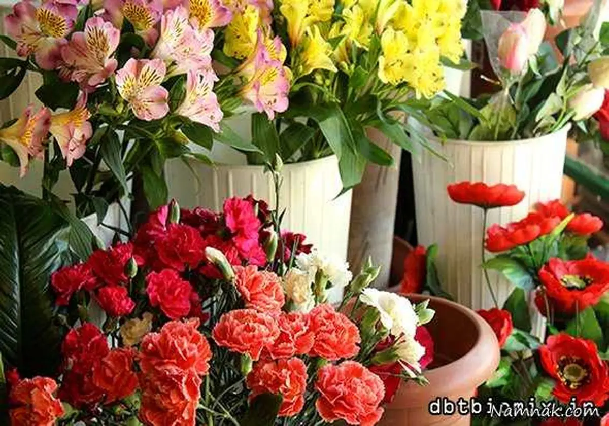قیمت گل در ایران شش برابر هلند!