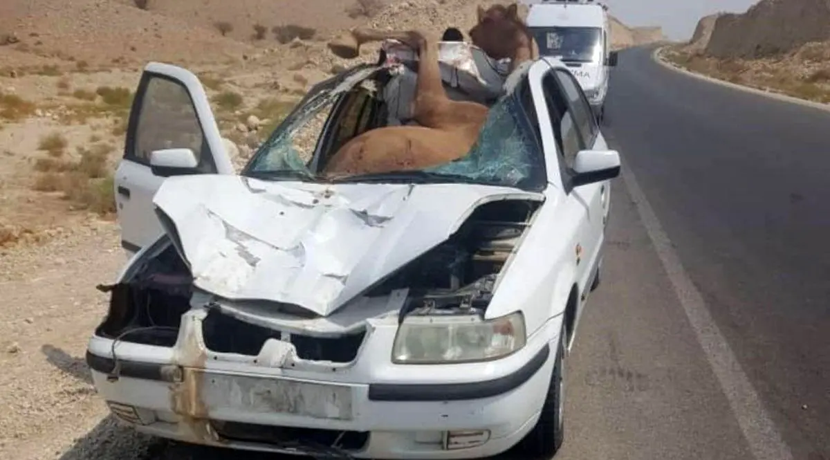 تصادف سمند و شتر در جاده
