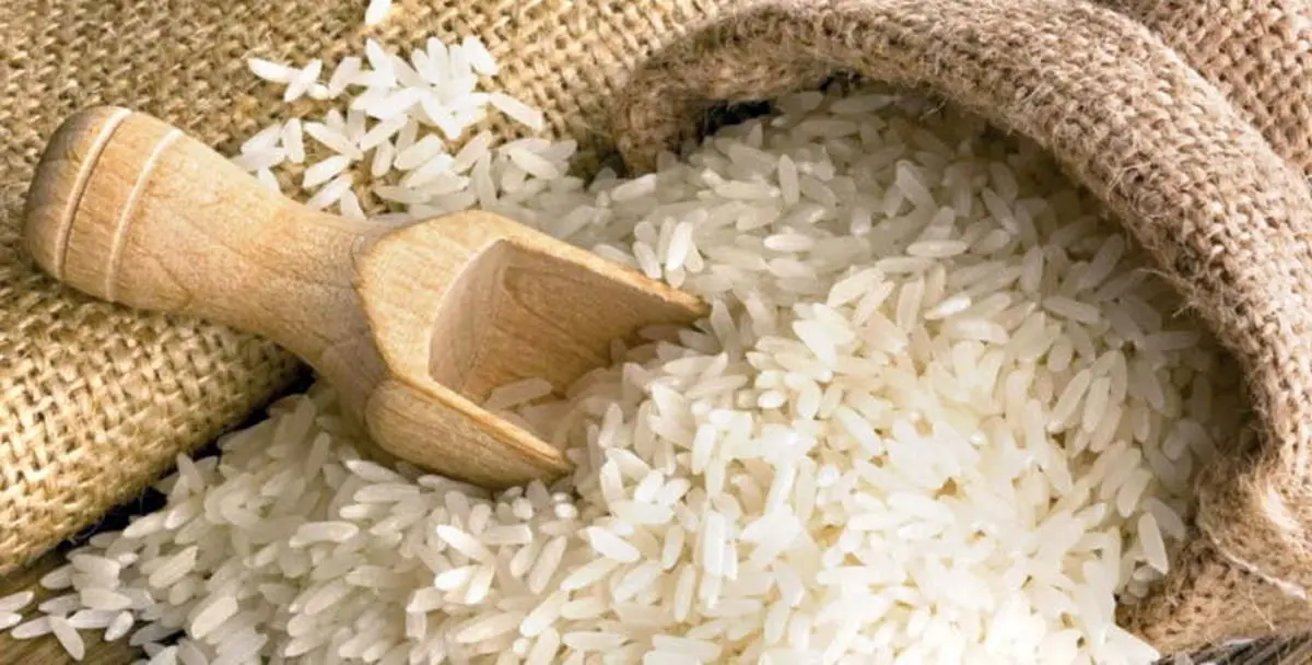 برنج مازندران پس از ۴۰ سال به اروپا صادر شد