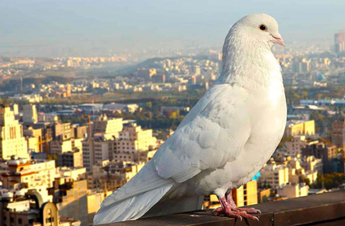 تکنگاری| تشخیص زلزله با کفتر و خرگوش