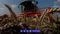 هشدار فائو درباره ادامه افزایش قیمت جهانی غذا