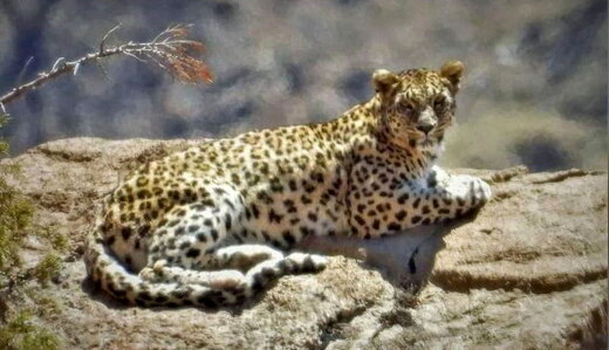 ببینید | تلاش اهالی روستای واریان برای نجات یک پلنگ زخمی