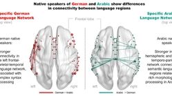 چگونه زبان مادری، سیم‌کشی مغز ما را تغییر می‌دهد!