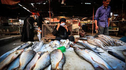 آنچه باید درباره قیمت و وضعیت فروش ماهی بدانید