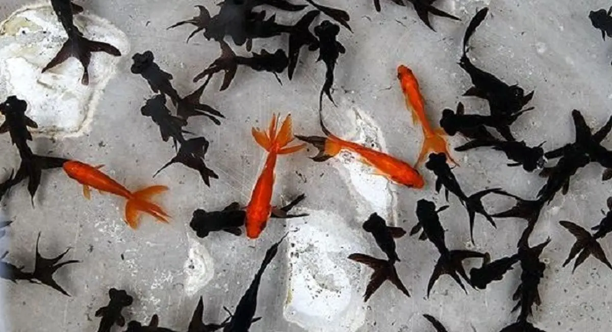 ببینید | شگرد حرفه‌ای ماهی سیاه برای شکار ماهی قرمز