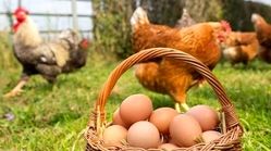 تک‌نگاری| امروز سراغ کدام تخم برویم؟