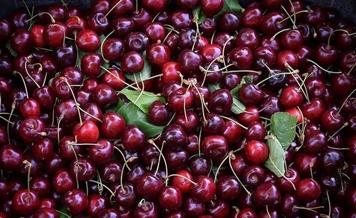 چرا می‌توانیم گیلاس و کرم‌هایش را  بدون نگرانی بخوریم