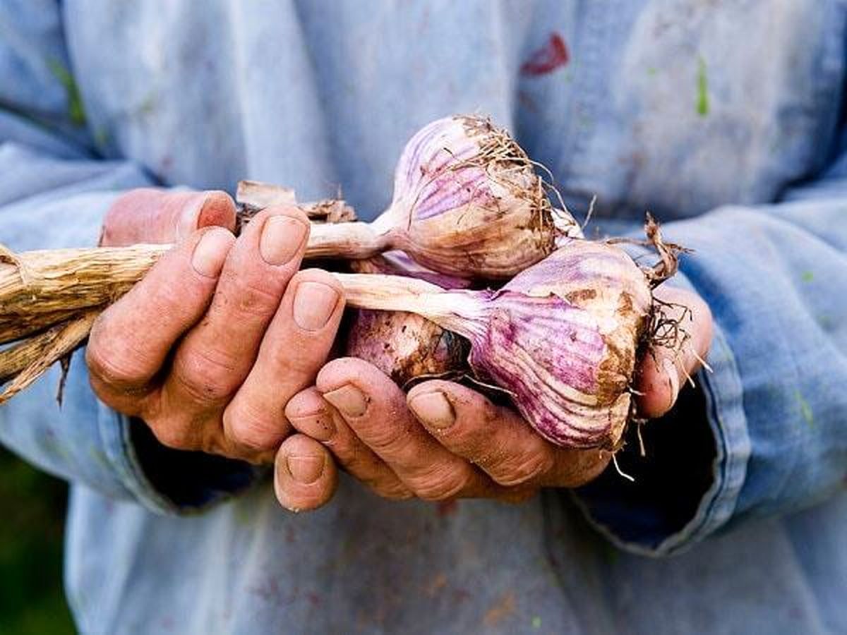 خاصیت شگفت‌انگیز سیر برای سلامتی