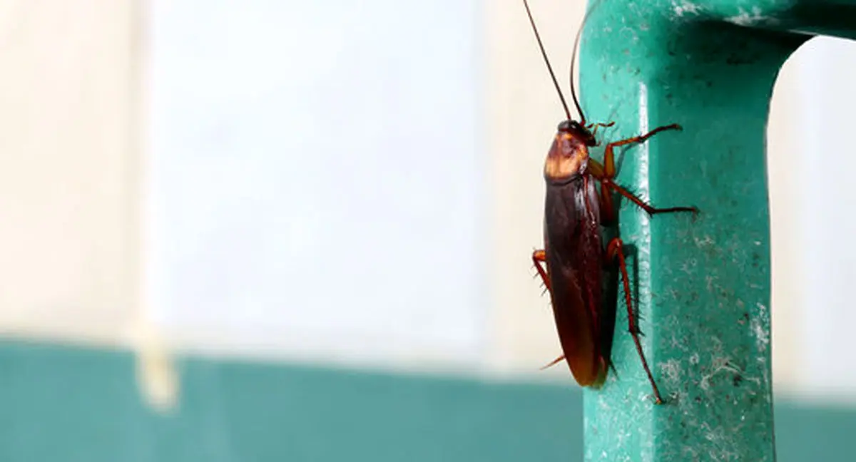 جانوری که کشتنش غیرممکن است!