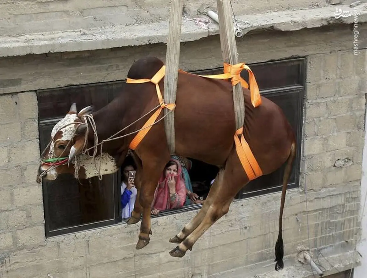 پایین آوردن یک گاو از پشت بام