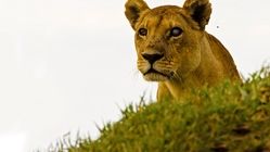 شکارچیان دریاچه کاریبا