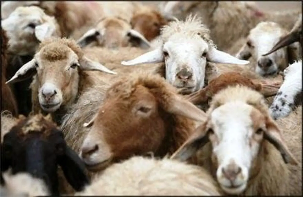 هشدارهای بهداشتی درباره ذبح دام در عید قربان