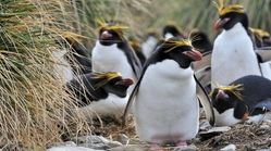 زندگی شگفت‌انگیز پنگوئن‌های ماکارونی