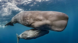 نهنگ عنبر در اعماق اقیانوس