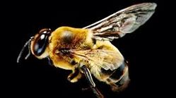 اگر زنبورها بمیرند...
