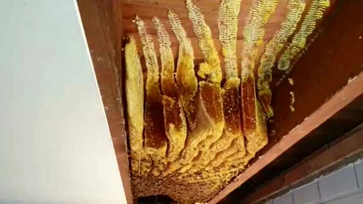 امان از دست زنبورها!