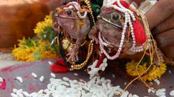ازدواج و طلاق قورباغه‌ها در هند