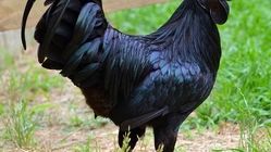 مرغ و خروس‌ مِشکی ۲۳ میلیون تومان!