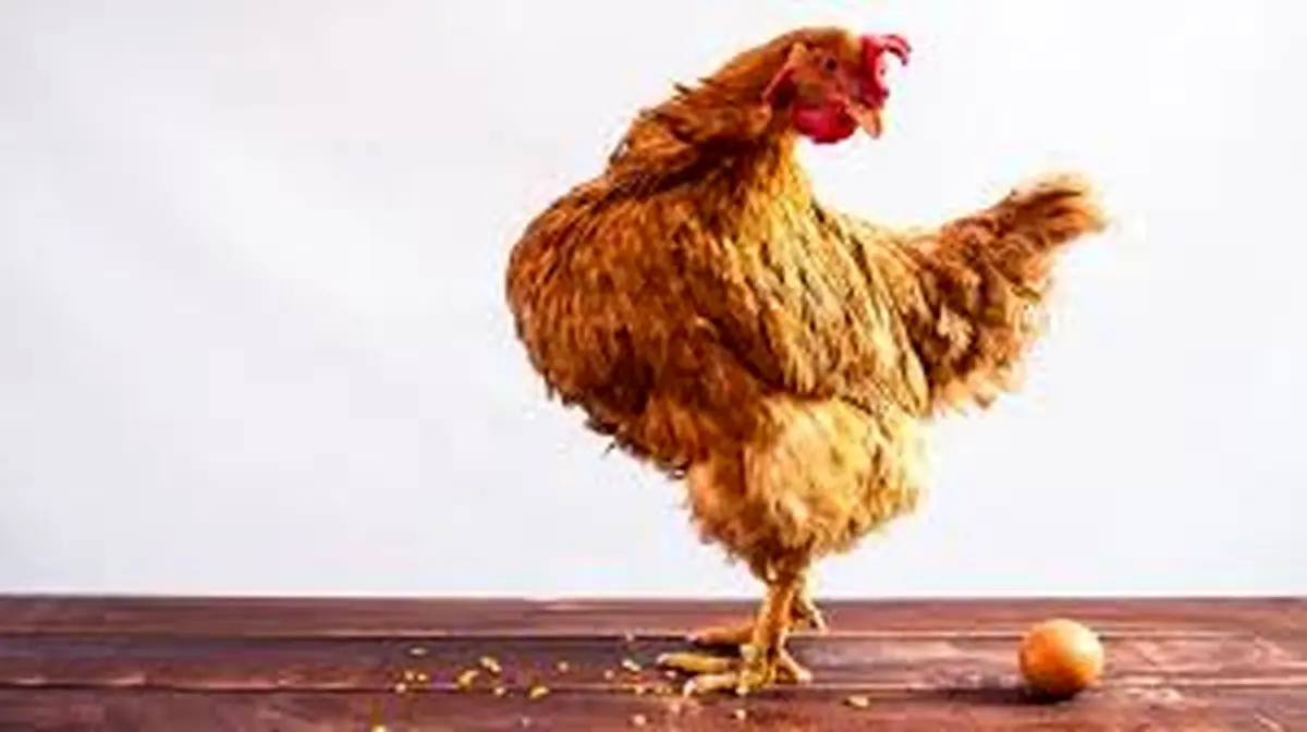 معمای مرغ و تخم‌مرغ