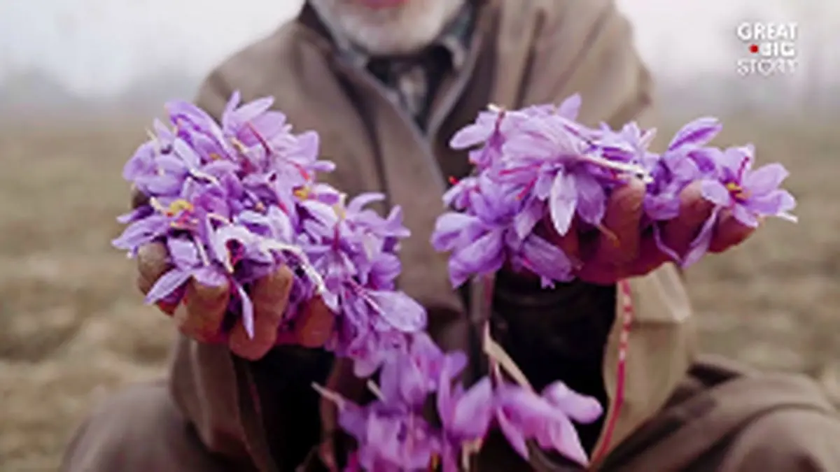 گران‌ترین ادویه جهان (زعفران هندی) را بشناسید