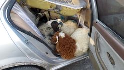قاچاق باورنکردنی ۱۳گوسفند با استفاده از یک سمند
