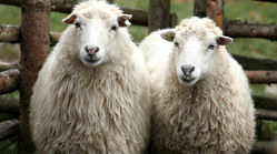 پرورش گوسفند در چین با تلفن همراه
