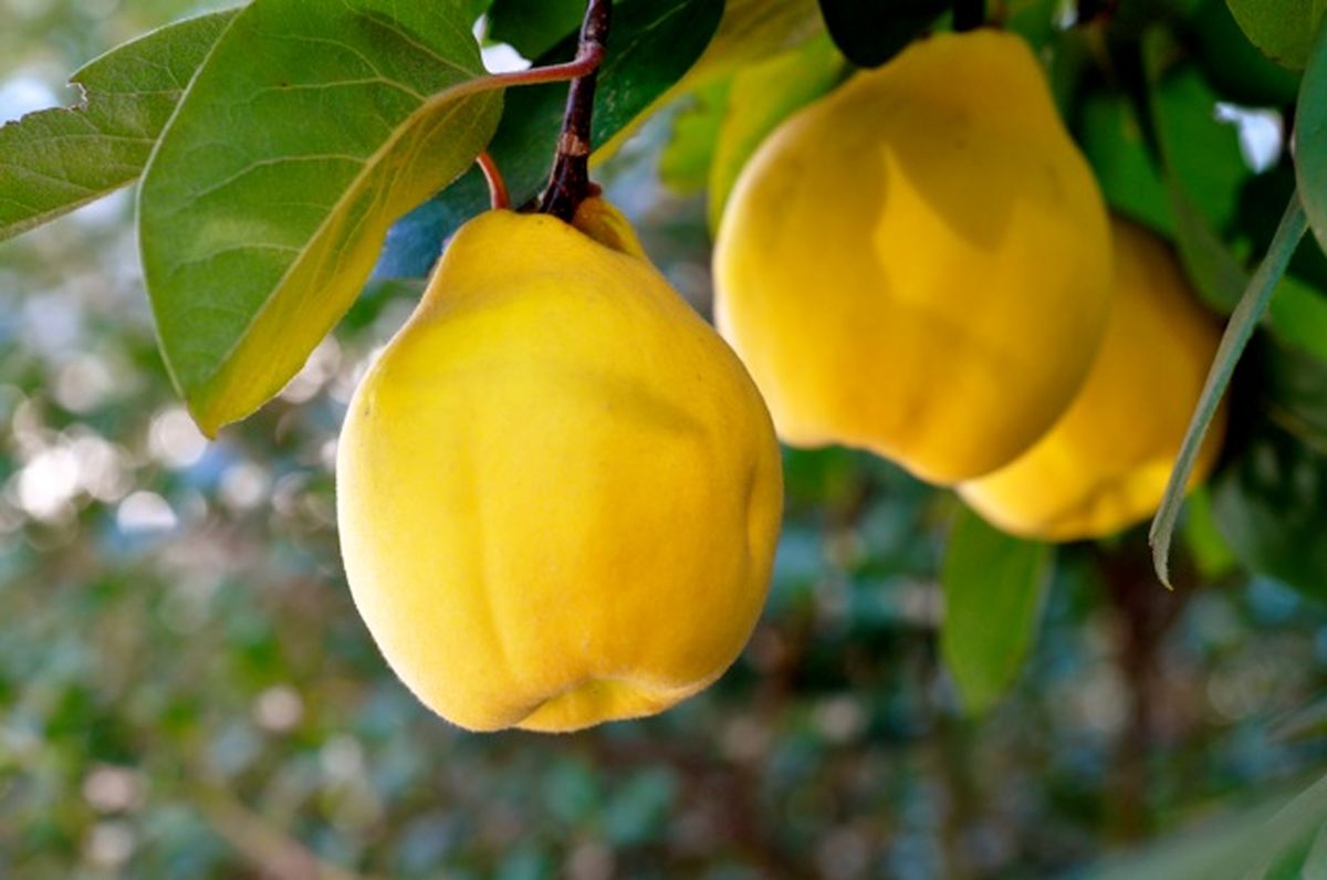 میوه ضدسرطان که موجب کاهش وزن می‌شود