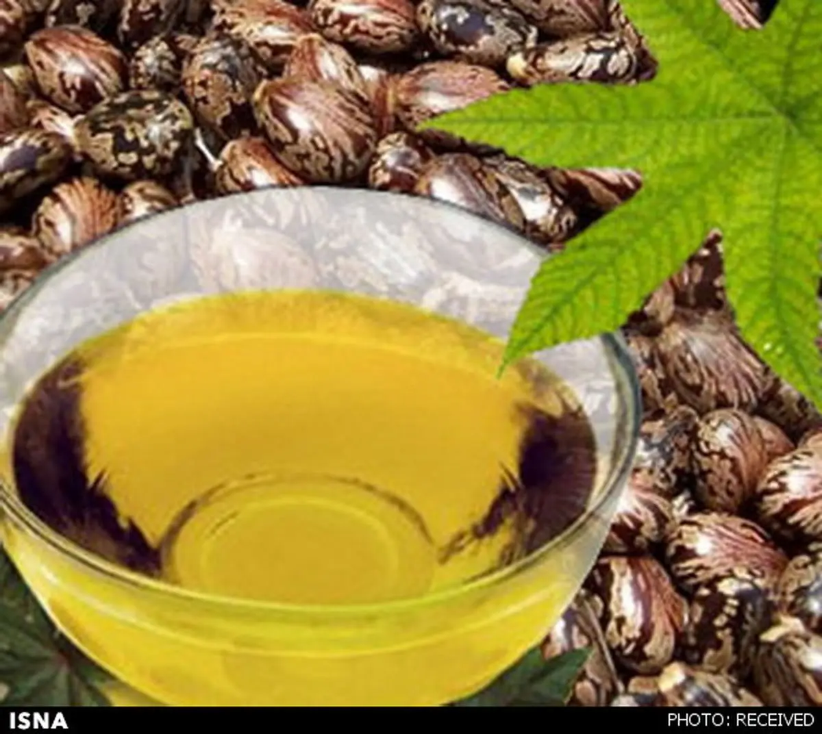 روغن کرچک برای رشد مو موثر است؟
